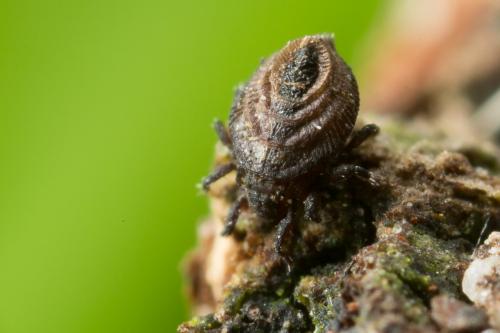 Réf. 249 527 : Platyliodes scaliger