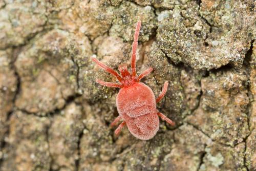 Réf. 249 047 : Allothrombium sp.