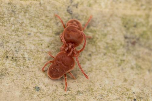 Réf. 249 878 : Allothrombium sp.
