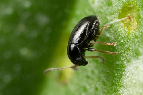 Réf. 249 254 : Longitarsus sp.