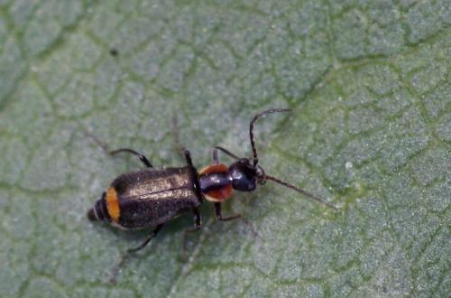 Axinotarsus pulicarius
