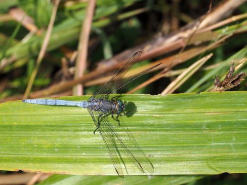 Orthetrum chrysostigma