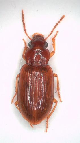 Réf. 249 257 : Bradycellus verbasci