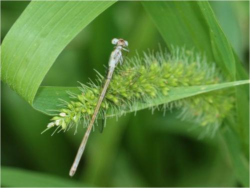 Réf. 249 263 : Ceriagrion sp.