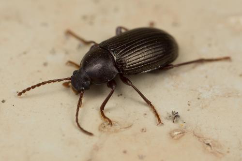 Réf. 249 144 : Nalassus sp.