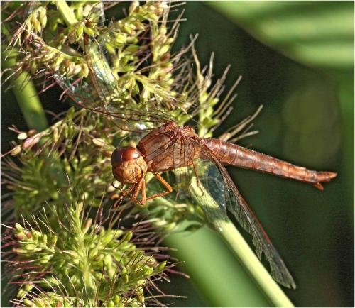 Crocothemis sanguinolenta