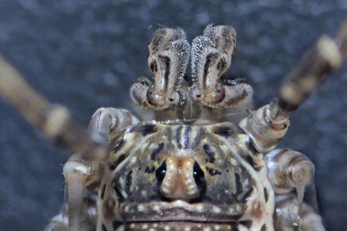 Dasylobus graniferus
