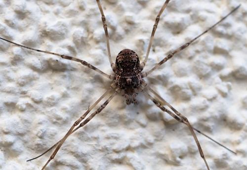 Dasylobus graniferus
