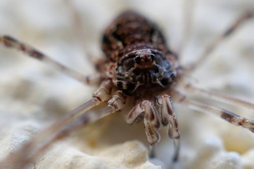 Dasylobus graniferus