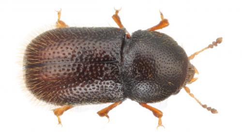 Xylographus bostrichoides