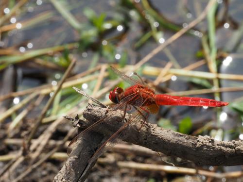 Crocothemis erythraea