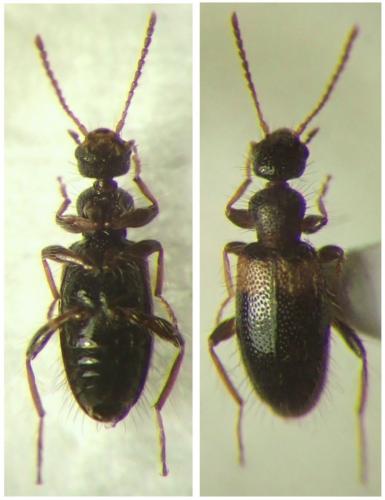 Hirticollis hispidus