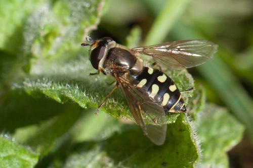 Réf. 249 853 : Eupeodes luniger