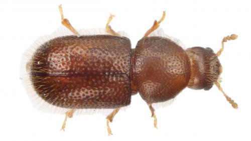 Rhopalodontus perforatus