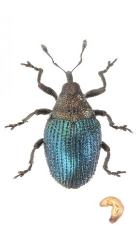 Réf. 249 576 : Ceutorhynchus erysimi