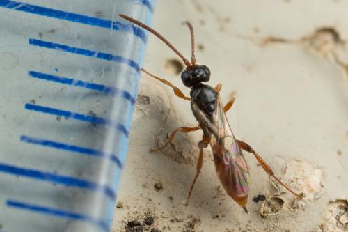 Diadromus troglodytes