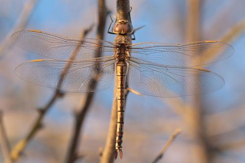 Réf. 249 430 : Anax ephippiger