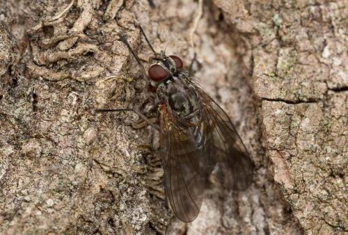 Réf. 249 052 : Phaonia sp.