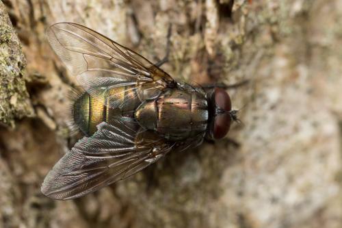 Réf. 249 036 : Eudasyphora cyanella