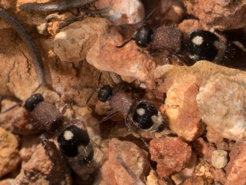 Physetopoda sp.