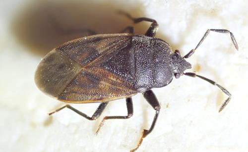 Drymus sylvaticus