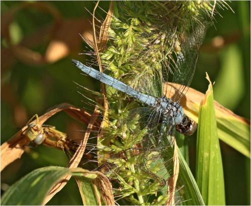 Orthetrum sp.