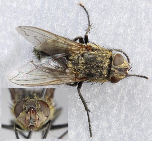 Réf. 249 955 : Pollenia sp.