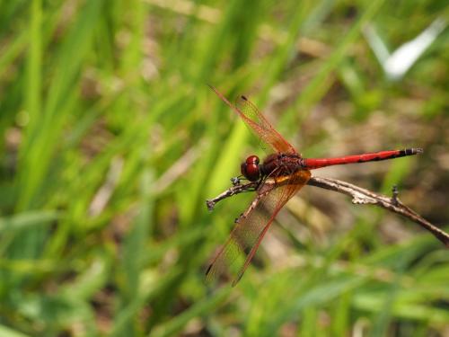 Réf. 249 679 : Trithemis arteriosa