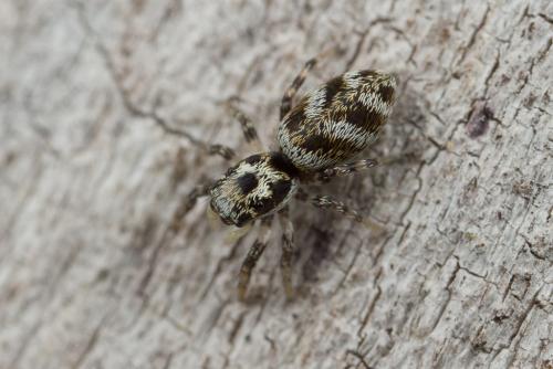 Réf. 249 042 : Salticus sp.