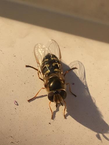 Réf. 249 462 : Scaeva selenitica