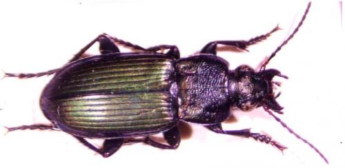 Réf. 249 045 : Poecilus kugelanni
