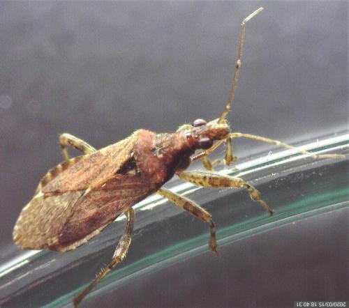 Réf. 249 874 : Himacerus mirmicoides