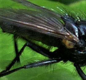 Hydrotaea sp.