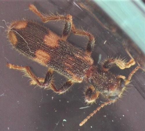 Opilo mollis