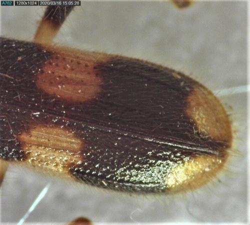 Opilo mollis