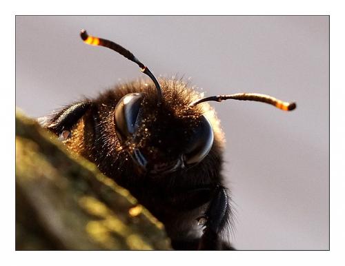 Xylocopa violacea