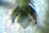 249761 – Photo : Alexander Boldyrev – Russie