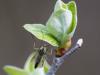 249459 – Photo : Danièle Tixier-Inrep – France (30)