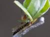 249460 – Photo : Danièle Tixier-Inrep – France (30)