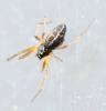Tenuiphantes sp.