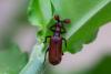 249251 – Photo : Johan Verstraeten – Gambie