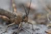 249571 – Photo : Johan Verstraeten – Gambie