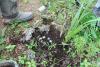 249481 – Photo : Anonyme – Gabon