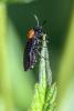 249284 – Photo : Daniel Ventard – France (71)