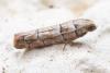 249883 – Photo : Fabre Pierre Henri – France (34)