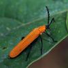 249266 – Photo : Claude Chavand – Philippines