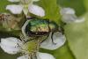 249356 – Photo : Thierry Madigou – France (35)