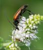 249958 – Photo : Roland Seitre – France (11)