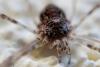 249871 – Photo : Franck Buron – France (01)