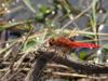 249783 – Photo : Lionel Casset – Bénin